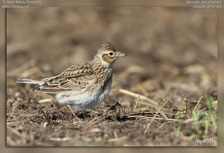 Eurasian Skylark