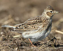 Eurasian Skylark