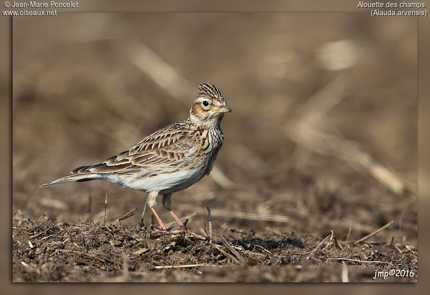 Eurasian Skylark