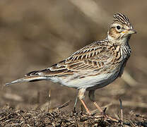 Eurasian Skylark