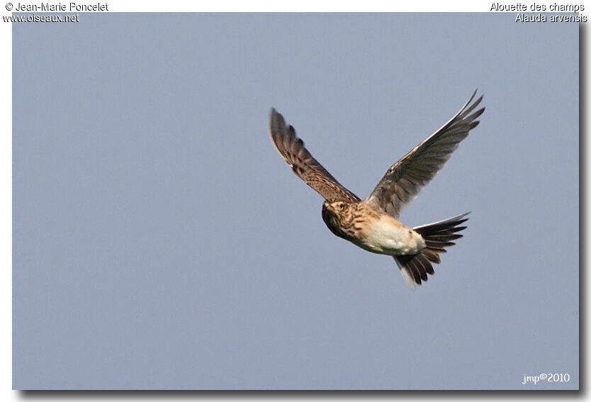 Eurasian Skylark