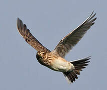 Eurasian Skylark