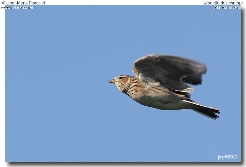 Eurasian Skylark