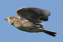 Eurasian Skylark