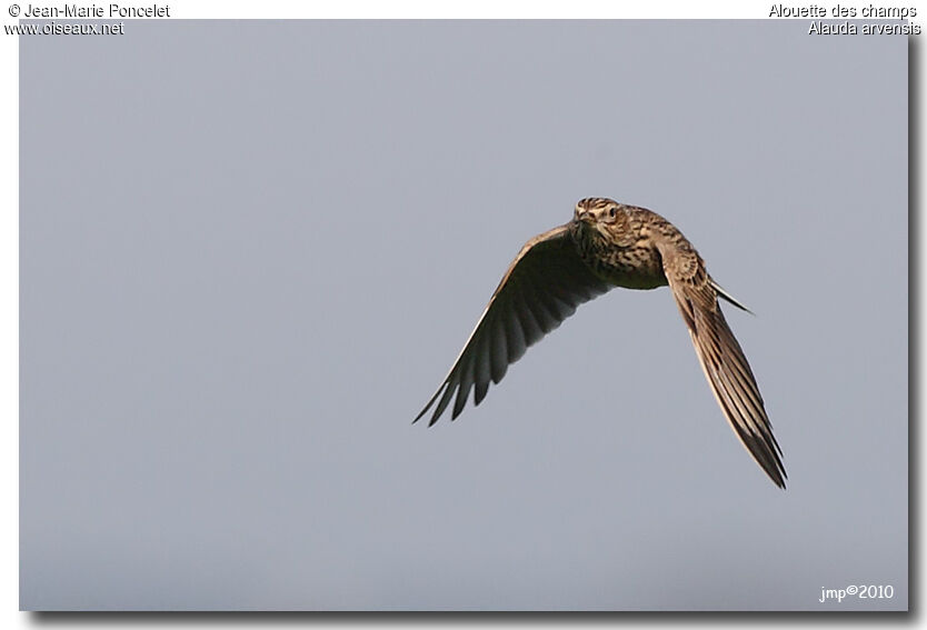 Eurasian Skylark