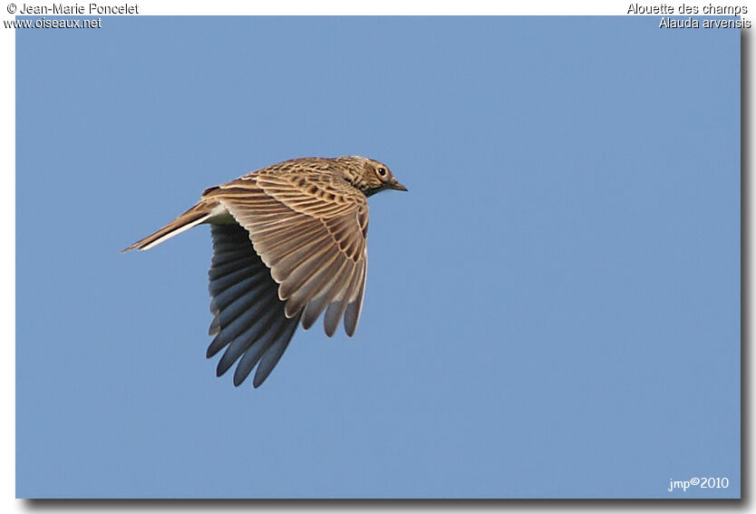 Eurasian Skylark