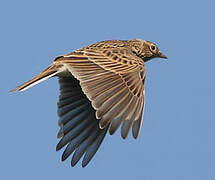 Eurasian Skylark