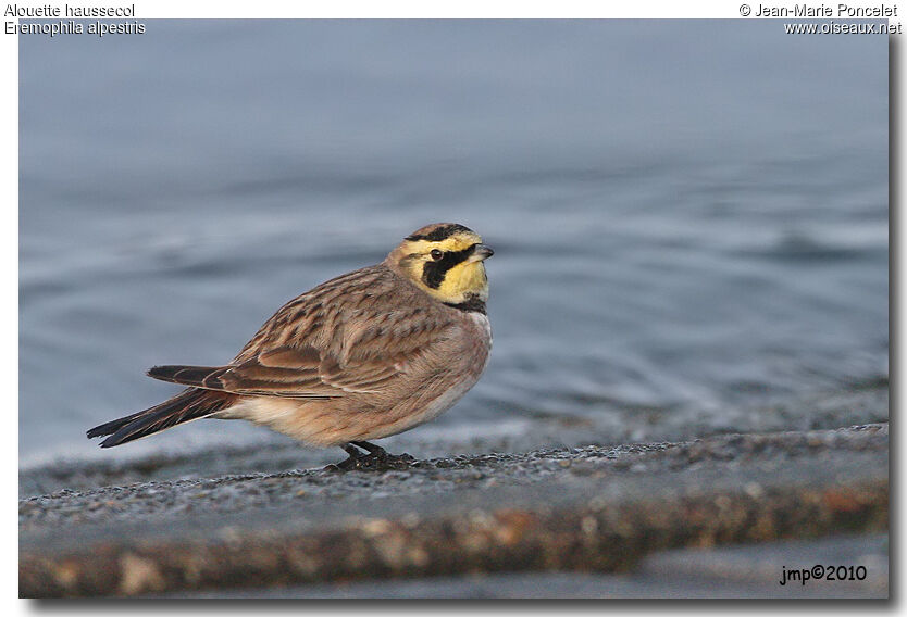 Horned Lark