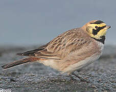 Horned Lark