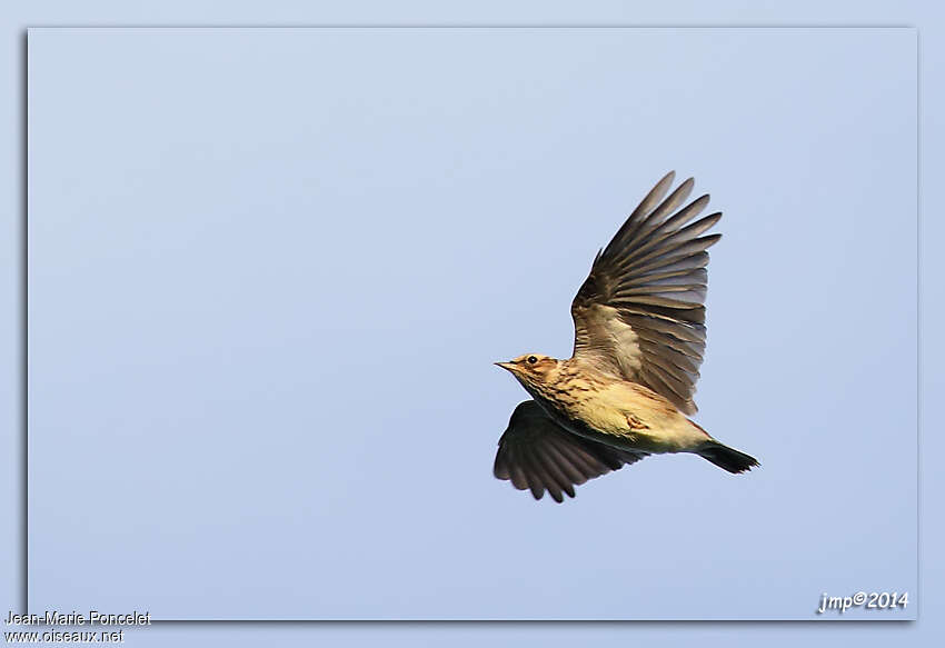 Woodlark, pigmentation, Flight