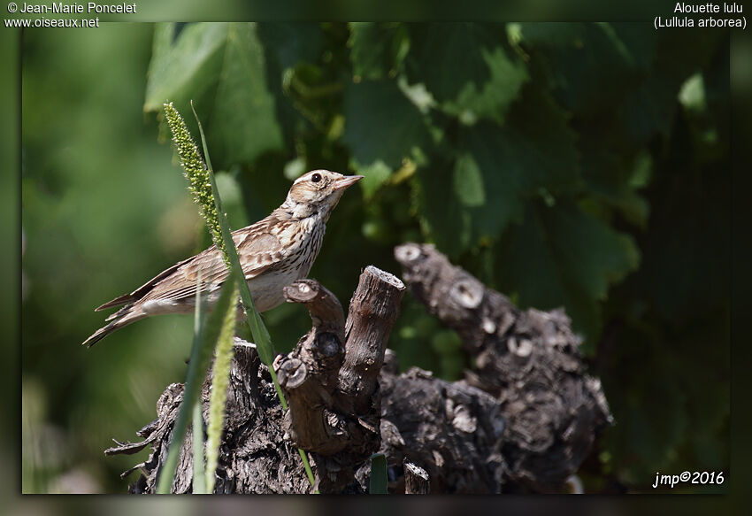 Woodlark