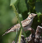 Woodlark