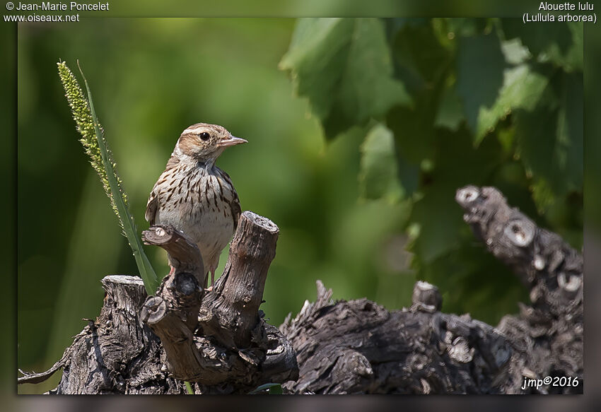 Woodlark