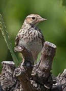 Woodlark