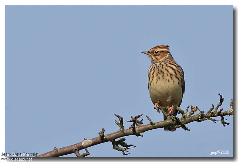 Woodlark, close-up portrait, Behaviour