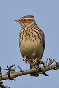 Woodlark