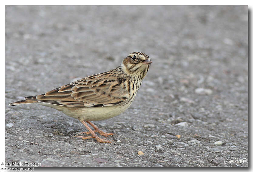 Woodlark, pigmentation