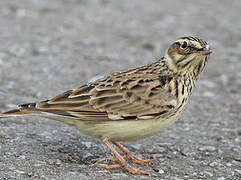 Woodlark