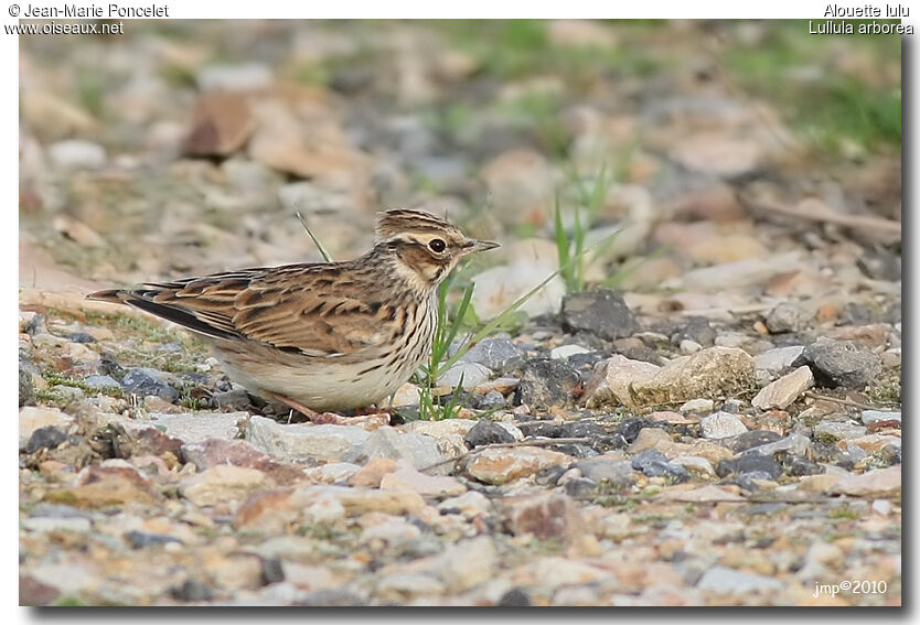 Woodlark