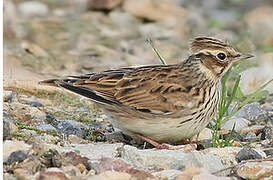 Woodlark