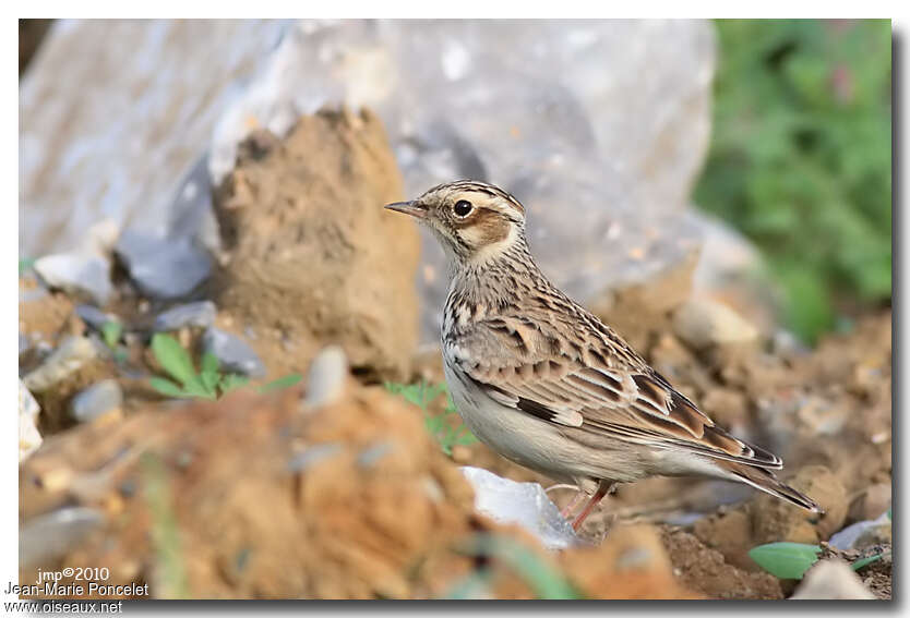 Woodlark, identification