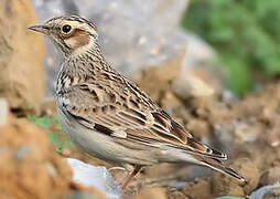 Woodlark