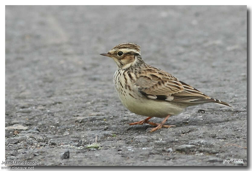 Woodlarkadult, identification