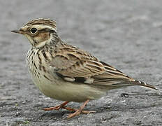 Woodlark