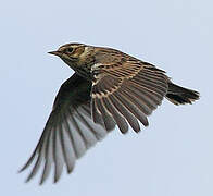 Woodlark