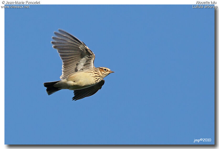 Woodlark