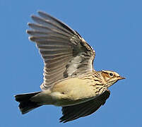 Woodlark