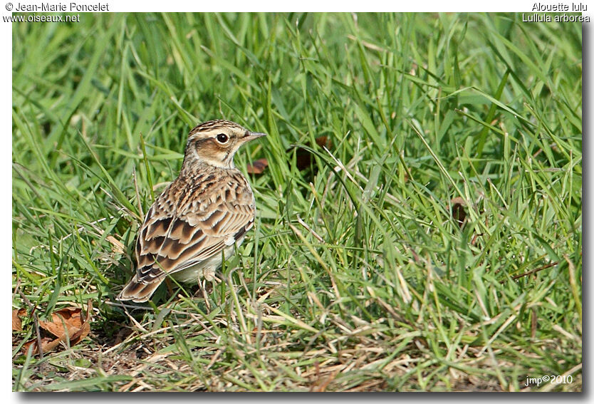 Woodlark