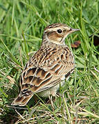 Woodlark