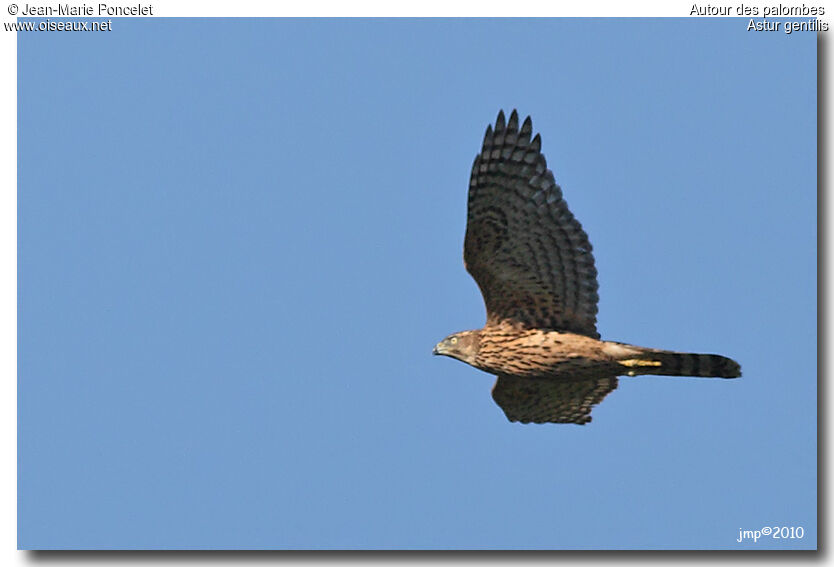 Eurasian Goshawkjuvenile