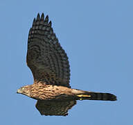 Eurasian Goshawk