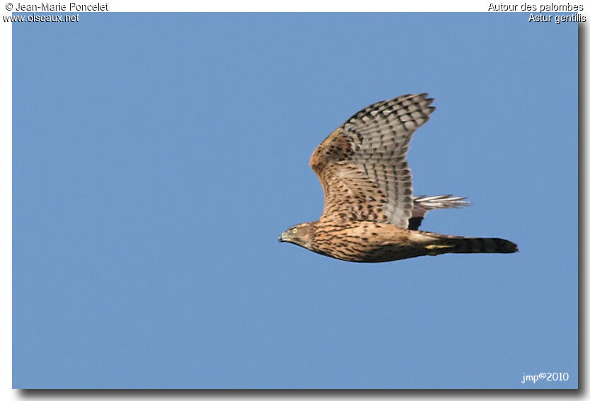 Eurasian Goshawkjuvenile