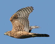 Eurasian Goshawk