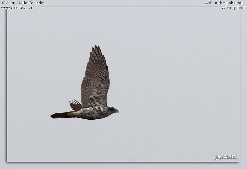 Eurasian Goshawk