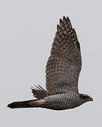 Eurasian Goshawk