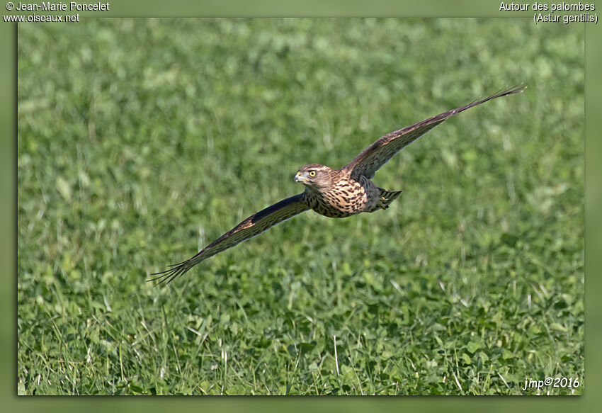 Northern Goshawkjuvenile