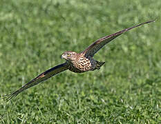 Eurasian Goshawk