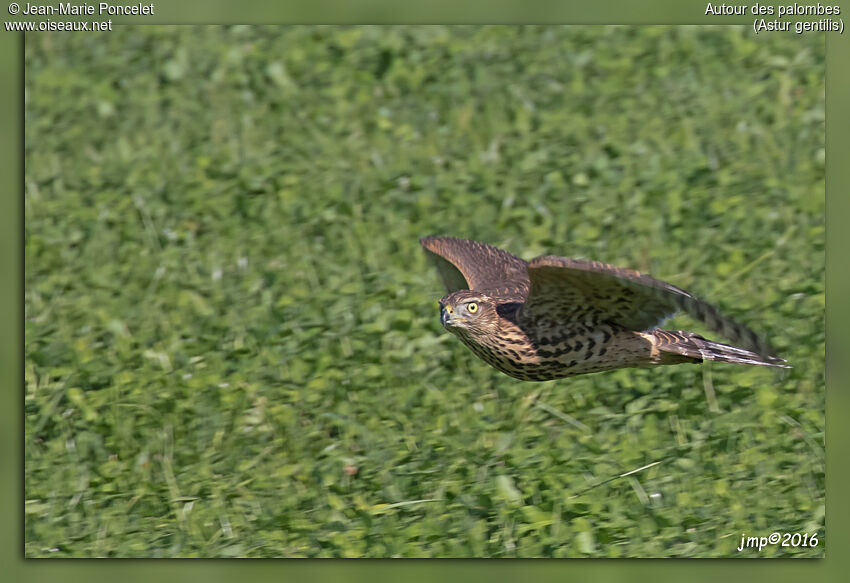 Northern Goshawkjuvenile