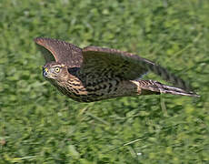 Eurasian Goshawk