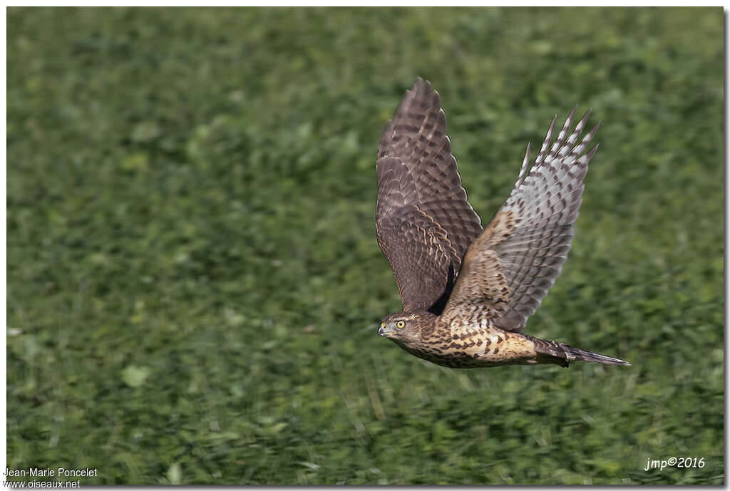 Eurasian Goshawkjuvenile, identification