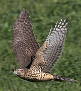 Eurasian Goshawk