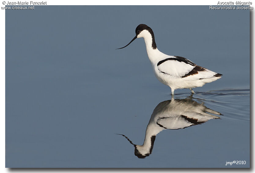 Avocette élégante