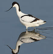 Avocette élégante