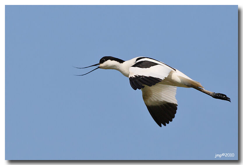 Avocette élégante