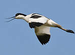 Avocette élégante