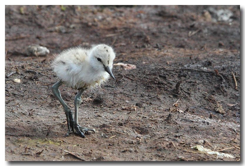 Avocette élégante